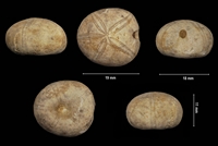 Phyllobrissus pulvinatus
